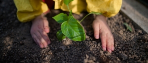 Agricultură urbană și comunitate: Cum grădinăritul în oraș poate aduce oamenii împreună