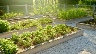 Agricultură urbană: Ghid complet pentru grădinăritul în oraș