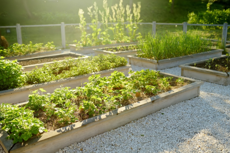 Agricultură urbană: Ghid complet pentru grădinăritul în oraș