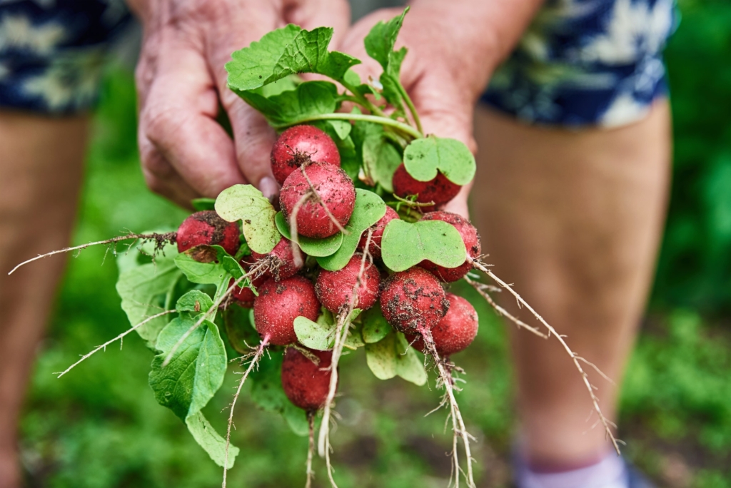 Fresh organic radish harvest in woman hands