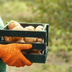 Grădinăritul durabil prin permacultură: Cum să-ți îmbunătățești randamentul și să reduci impactul asupra mediului
