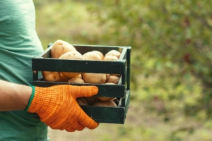 Grădinăritul durabil prin permacultură: Cum să-ți îmbunătățești randamentul și să reduci impactul asupra mediului