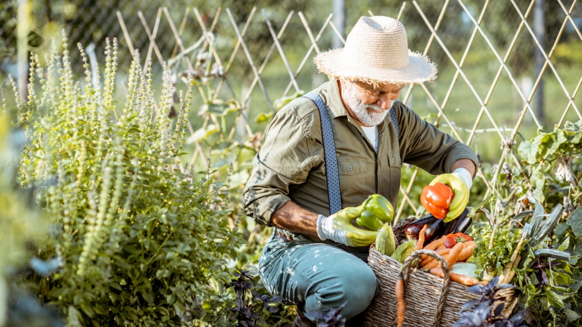 Grădinărit organic: Ghid complet pentru crearea și îngrijirea grădinilor organice