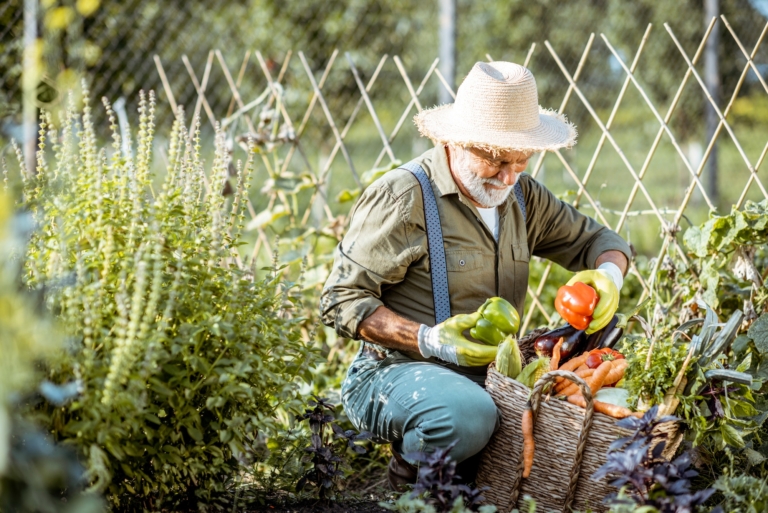 Grădinărit organic: Ghid complet pentru crearea și îngrijirea grădinilor organice