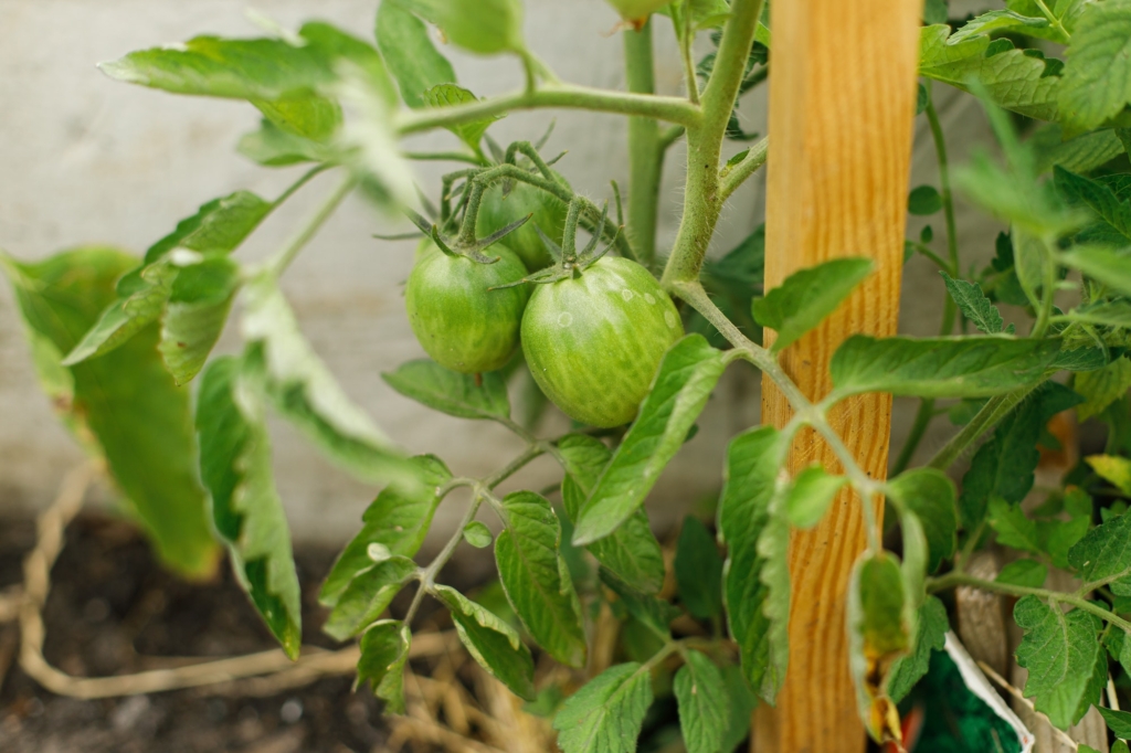 Tomato plant growing in urban garden