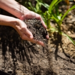 Permacultură și diversitatea ecologică: Cum să creezi un mediu sustenabil pentru plante și animale