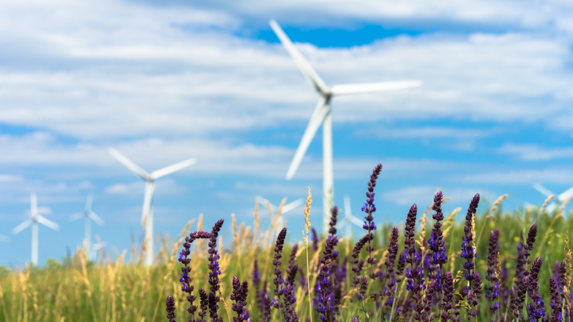 De la vânt la energie: Cum funcționează parcurile eoliene