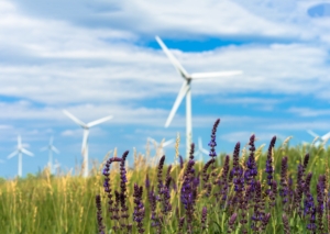 De la vânt la energie: Cum funcționează parcurile eoliene