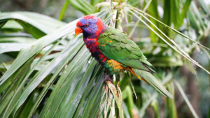 Conservarea biodiversității: Contribuția noastră la păstrarea vieții pe Pământ