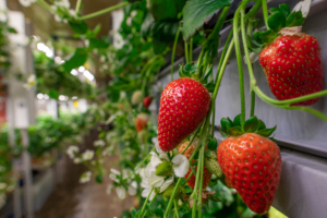Alimente proaspete în oraș: Agricultura urbană ca soluție pentru hrană sănătoasă