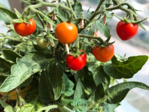 Beneficiile alimentației sustenabile: Cum să contribui la protejarea mediului prin alegeri alimentare conștiente