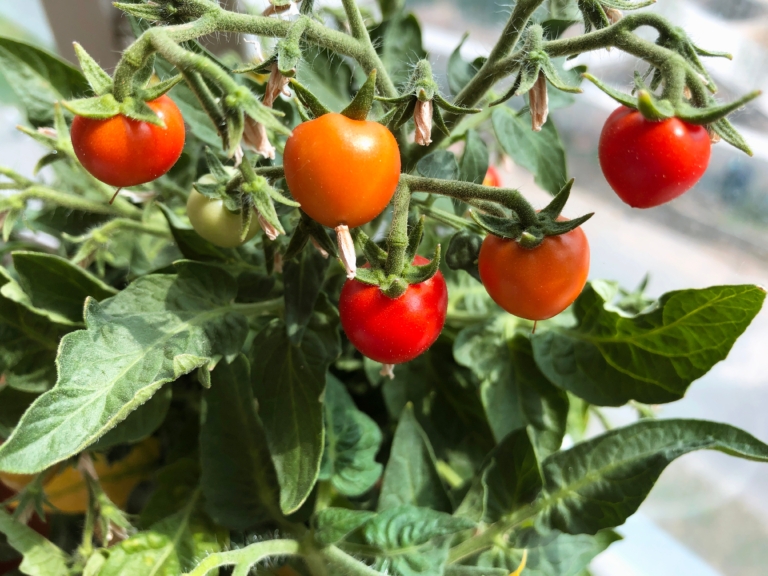 Beneficiile alimentației sustenabile: Cum să contribui la protejarea mediului prin alegeri alimentare conștiente
