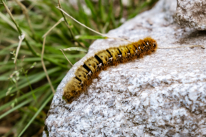 Salvarea biodiversității: Cum putem opri extincția speciilor