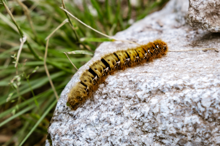 Salvarea biodiversității: Cum putem opri extincția speciilor