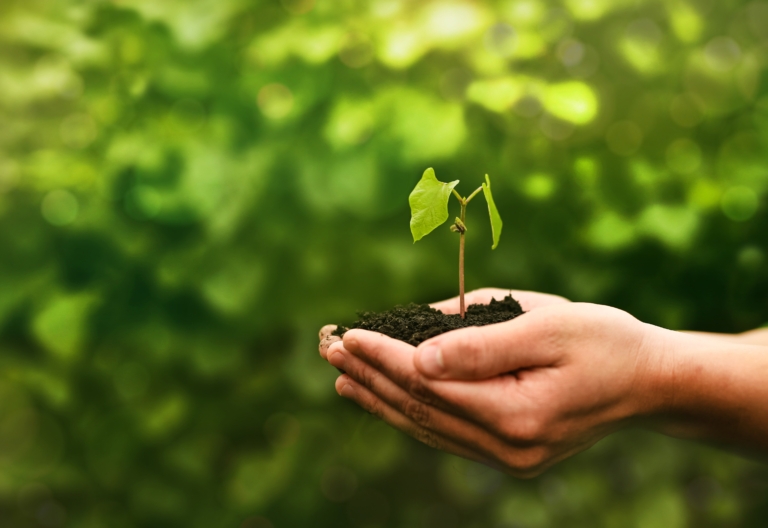 Inițiative ecologice locale și globale: Cum putem susține schimbările pozitive în comunitatea noastră