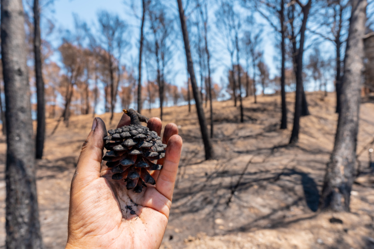 Impactul schimbărilor climatice: Consecințele asupra mediului și societății
