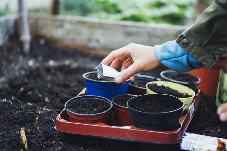 Sfaturi pentru grădinărit organic: Cum să-ți transformi grădina într-un paradis verde și sănătos