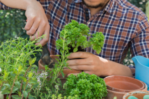 Alimentația ecologică și economia circulară: Cum să valorifici integral resursele alimentare și să reduci deșeurile
