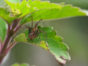 Conservarea habitatelor fragile: Cum putem proteja ecosistemele unice ale lumii