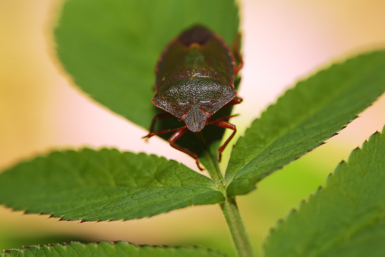 Metode naturale de combatere a dăunătorilor în grădină: Cum să protejezi plantele fără chimicale