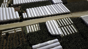 Agricultură urbană pentru începători: Cum să începi propria grădină în oraș