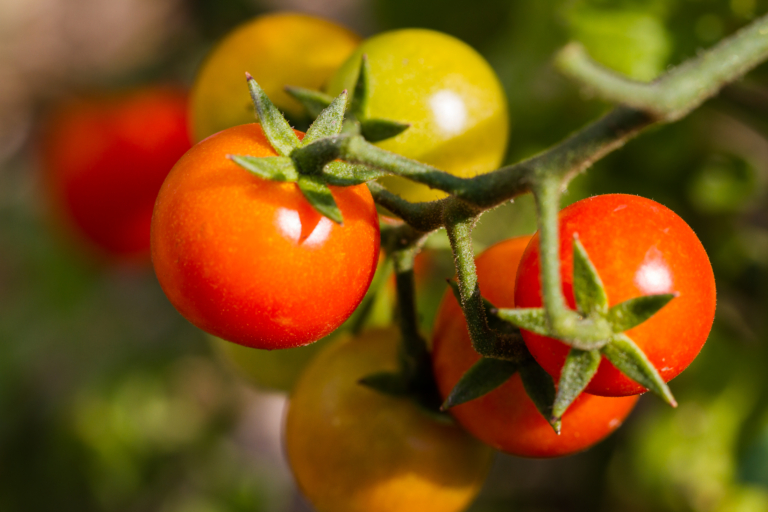 Soluții creative pentru agricultura urbană: Cum să crești alimente în spații limitate Soluții creative pentru agricultura urbană: Cum să crești alimente în spații limitate