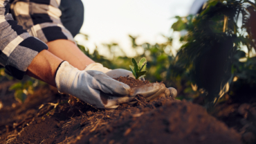 Utilizarea compostului în grădinăritul organic: Cum să-ți hrănești solul în mod natural