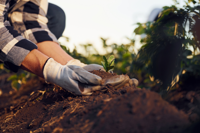Utilizarea compostului în grădinăritul organic: Cum să-ți hrănești solul în mod natural Utilizarea compostului în grădinăritul organic: Cum să-ți hrănești solul în mod natural