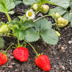 Plantarea căpșunilor: când și cum să o faci corect pentru o recoltă bogată