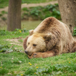 Animale sălbatice în România: diversitate, rol ecologic și conviețuire