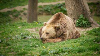 Animale sălbatice în România: diversitate, rol ecologic și conviețuire